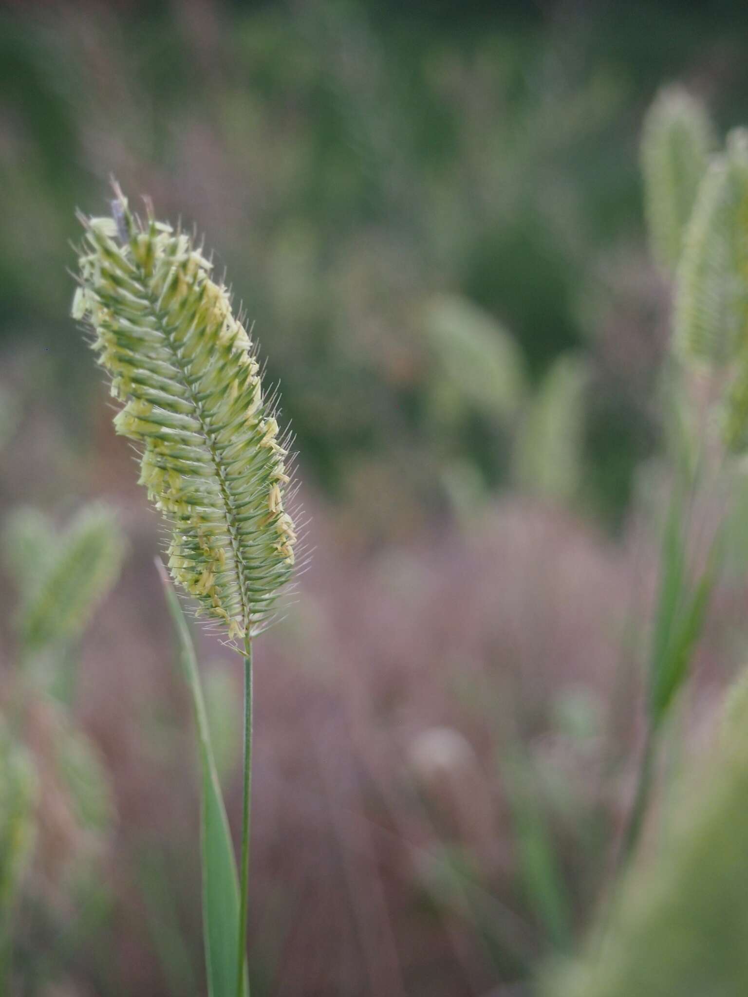 Image de Agropyron