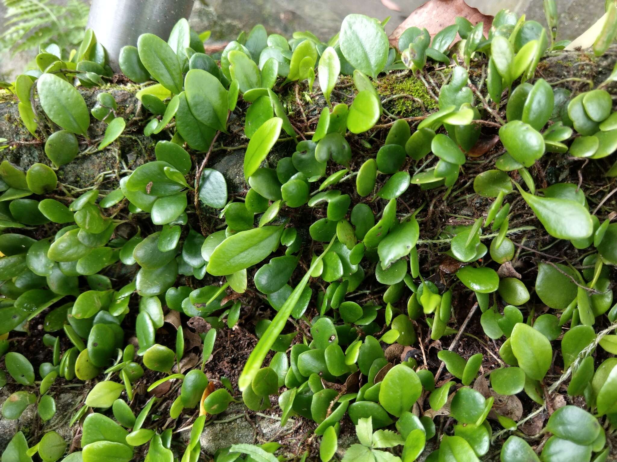 Lemmaphyllum microphyllum C. Presl resmi