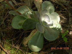 Image of Echeveria grisea Walther