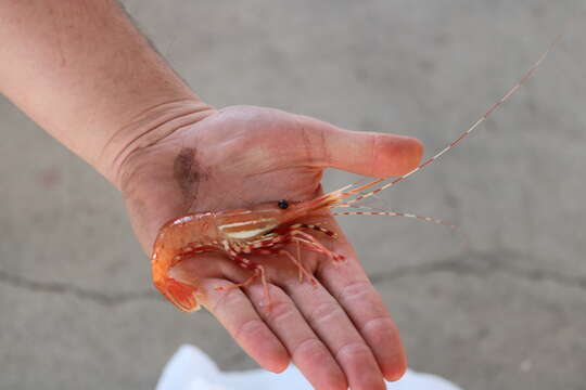 Image of California Spot Prawn