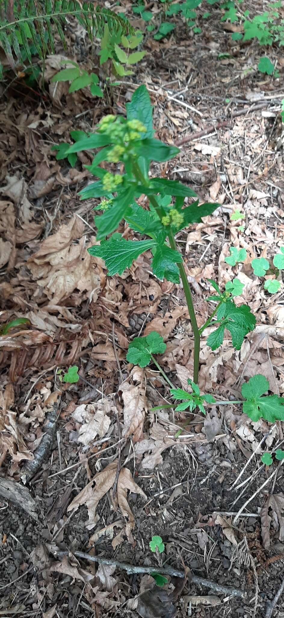 Image of Pacific blacksnakeroot