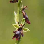 Слика од Ophrys insectifera L.