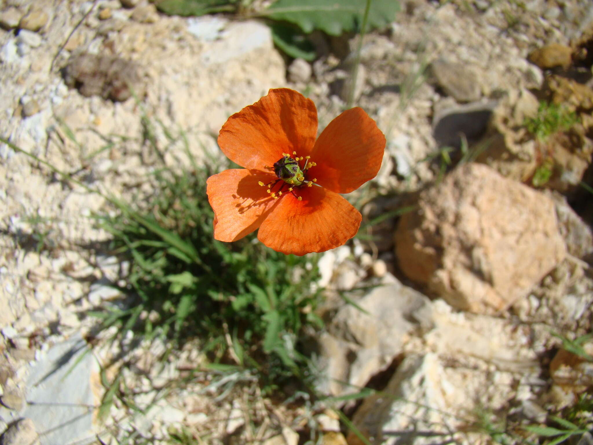 Image of Mediterranean Poppy