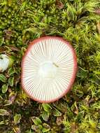 Image of Russula nobilis Velen. 1920