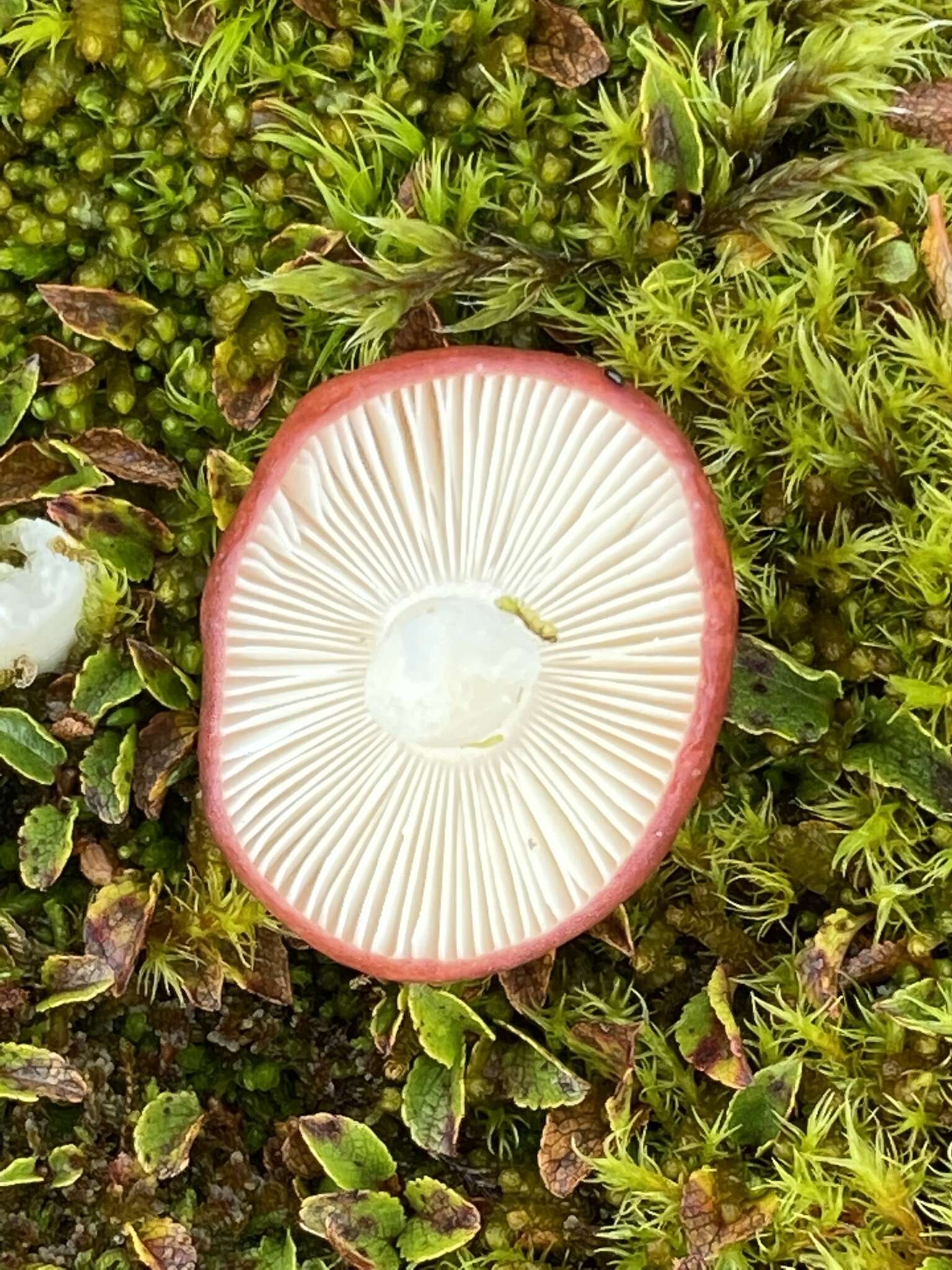 Image of Russula nobilis Velen. 1920