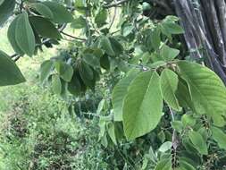 Plancia ëd Annona cherimola Mill.