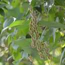 Imagem de Dioscorea carpomaculata O. Téllez & B. G. Schub.