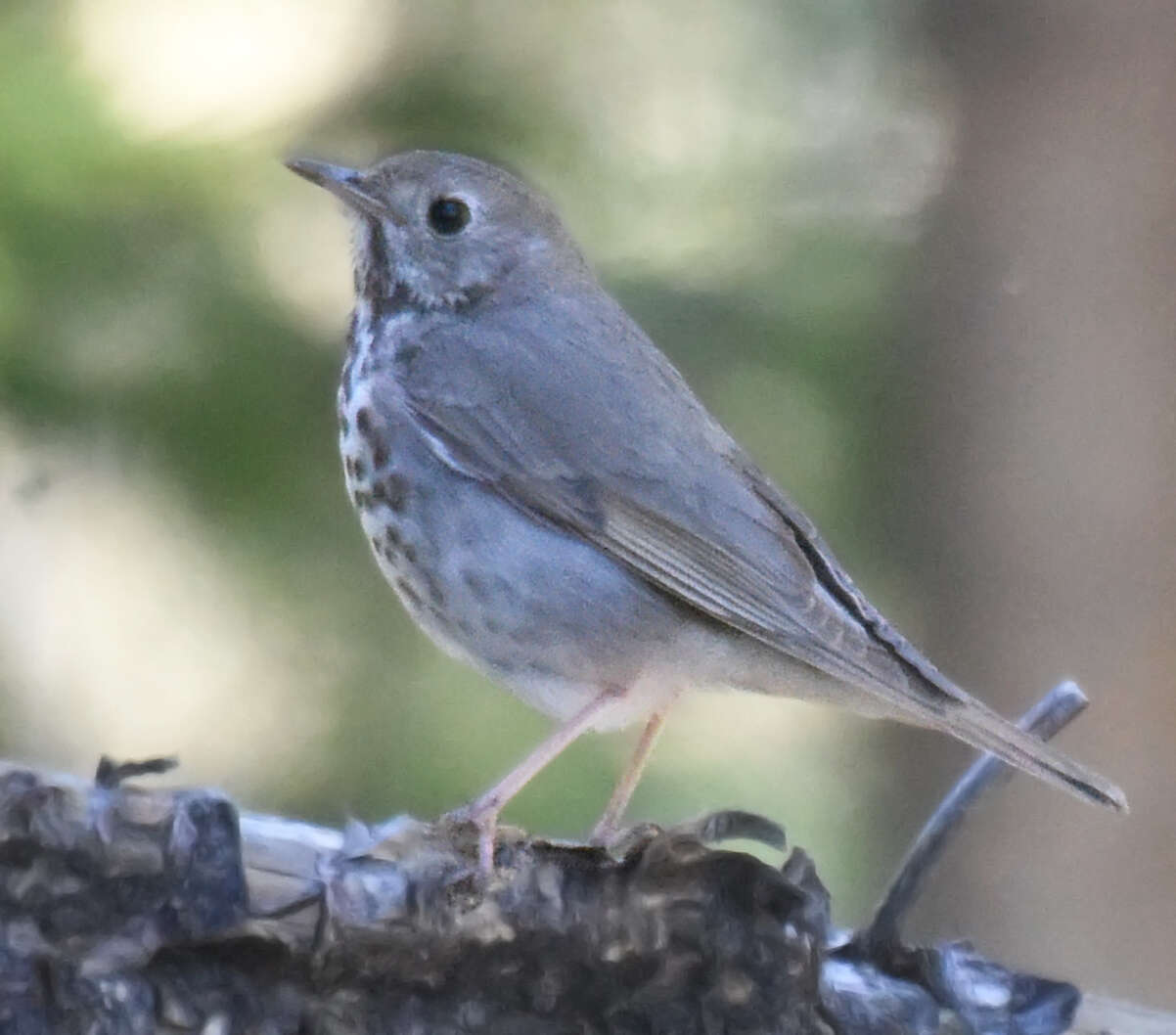 Image of Catharus guttatus auduboni (Baird & SF 1864)