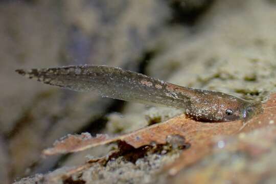 Image de Megophrys brachykolos Inger & Romer 1961