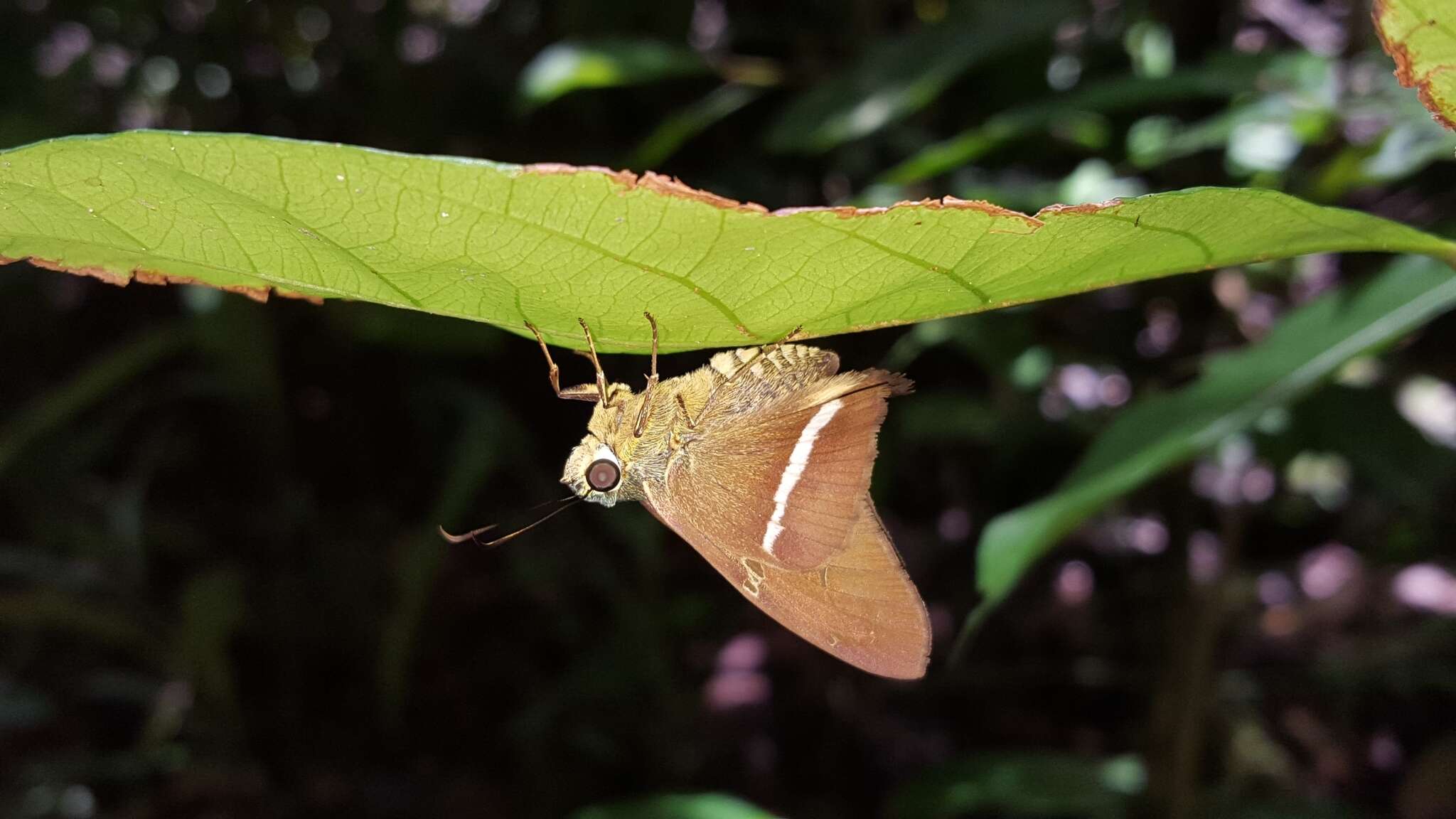 Image of <i>Aguna aurunce hypozonius</i>