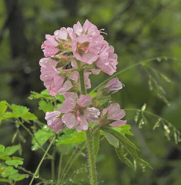 Image of bristlystem checkerbloom