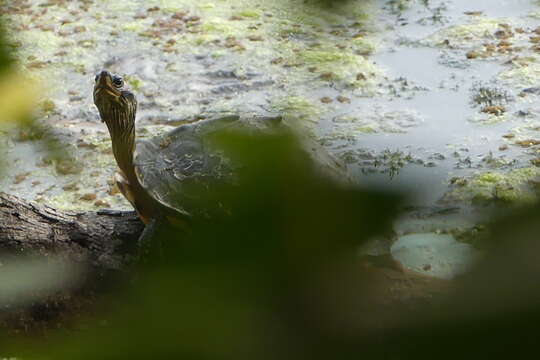 Image of Indian Roofed Turtle