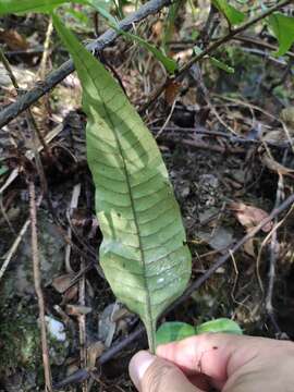 Image of Neocheiropteris ovata (Wall. ex Hook. & Grev.) Fraser-Jenkins