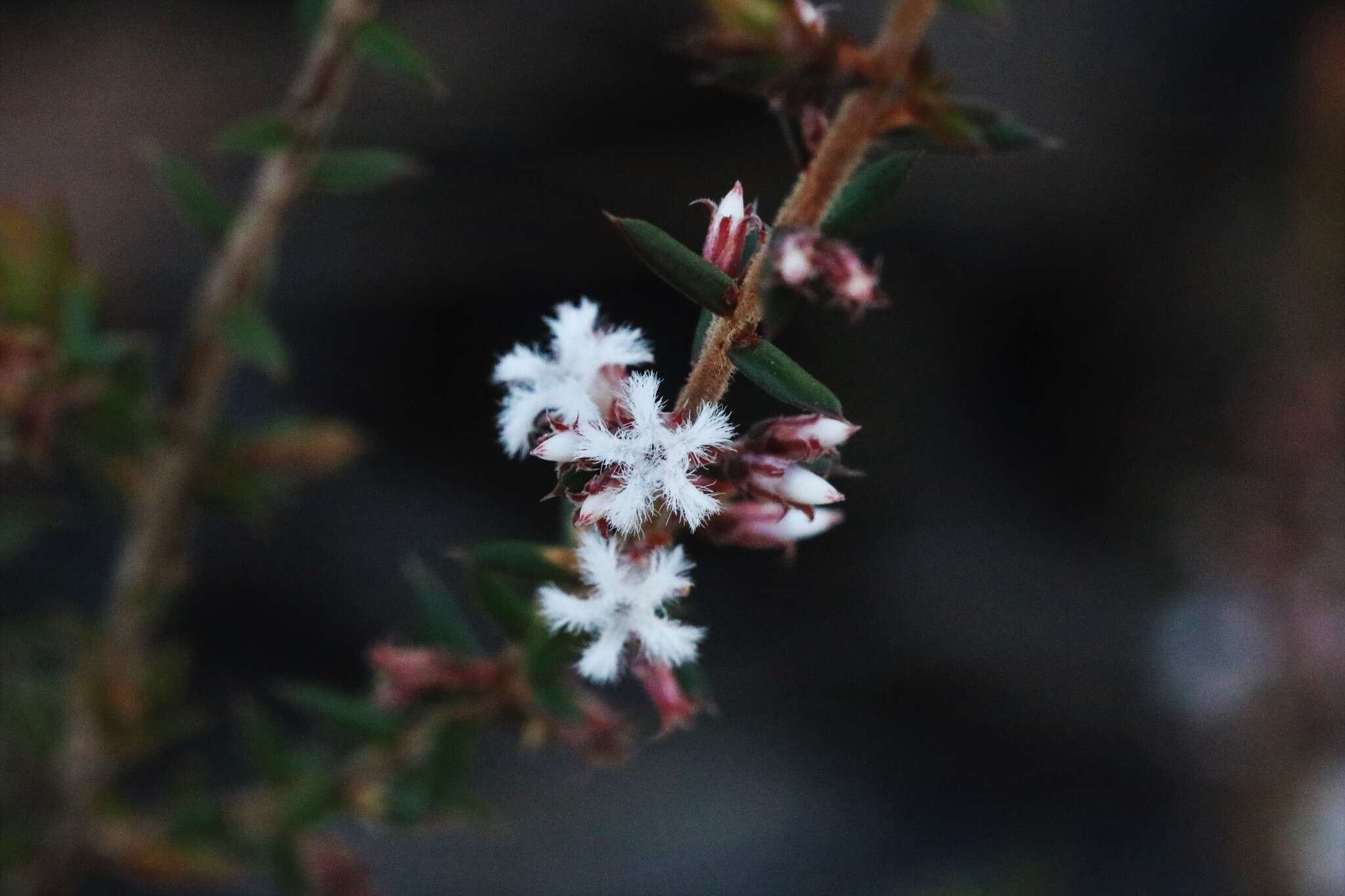 Image of Leucopogon recurvisepalus C. T. White