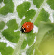 Image of Coccinella trifasciata subversa Le Conte 1854