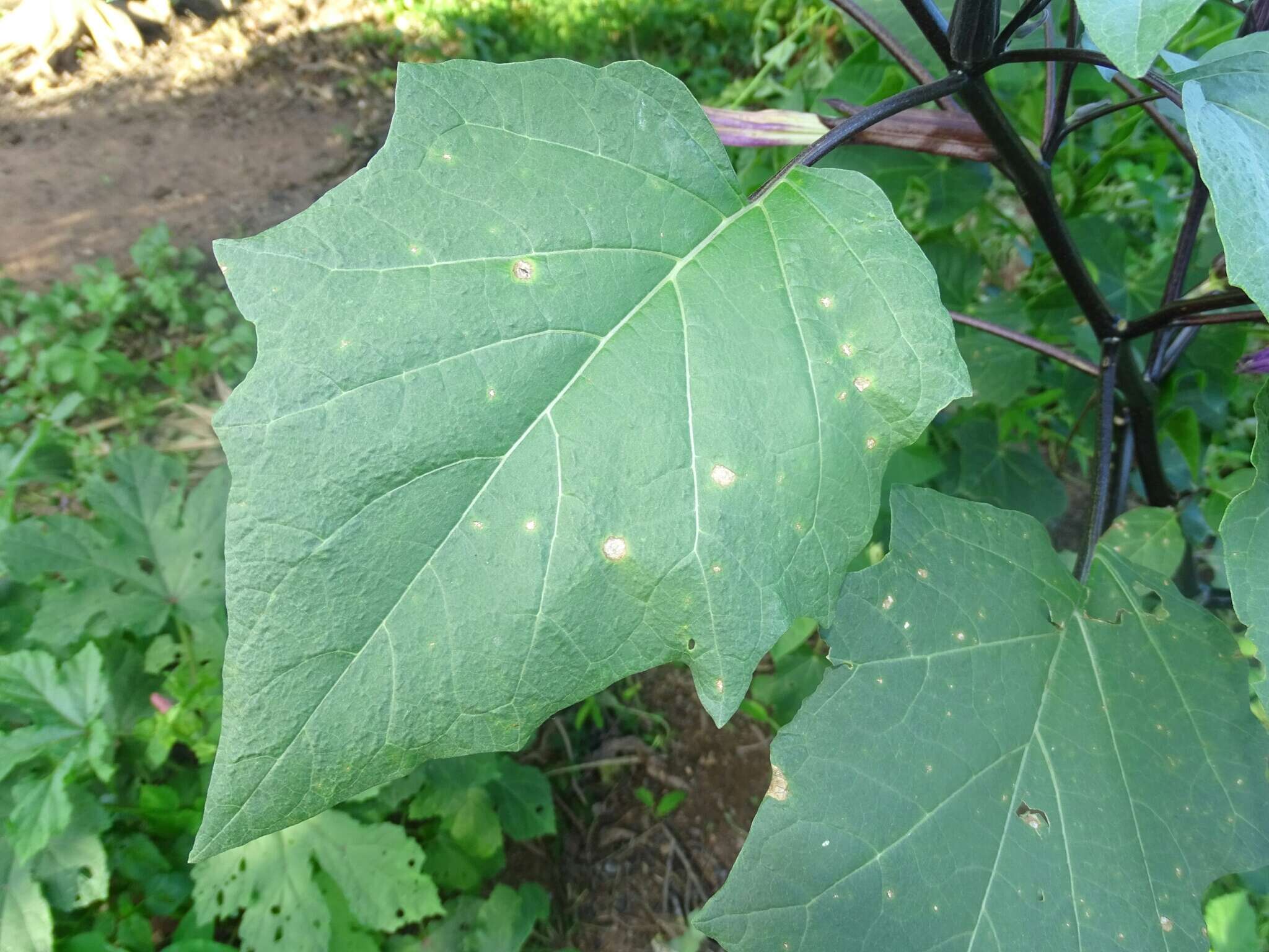 Imagem de Datura metel L.