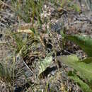 Imagem de Rosularia radicosa (Boissier & Hohenacker) U. Eggli