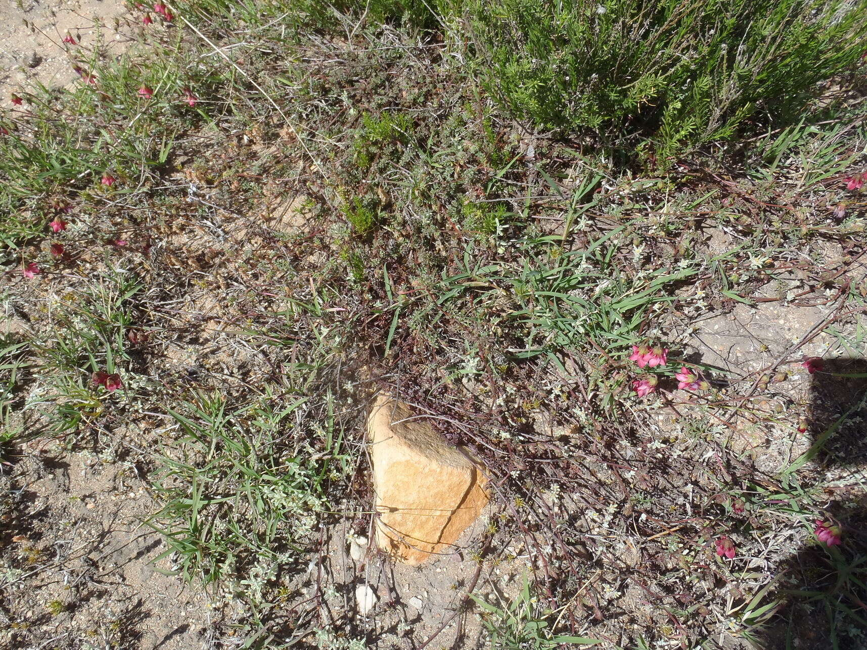 Image of Hermannia bicolor Dinter & Engl.