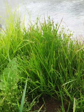 Juncus prismatocarpus subsp. leschenaultii (Gay ex Laharpe) Kirschner resmi