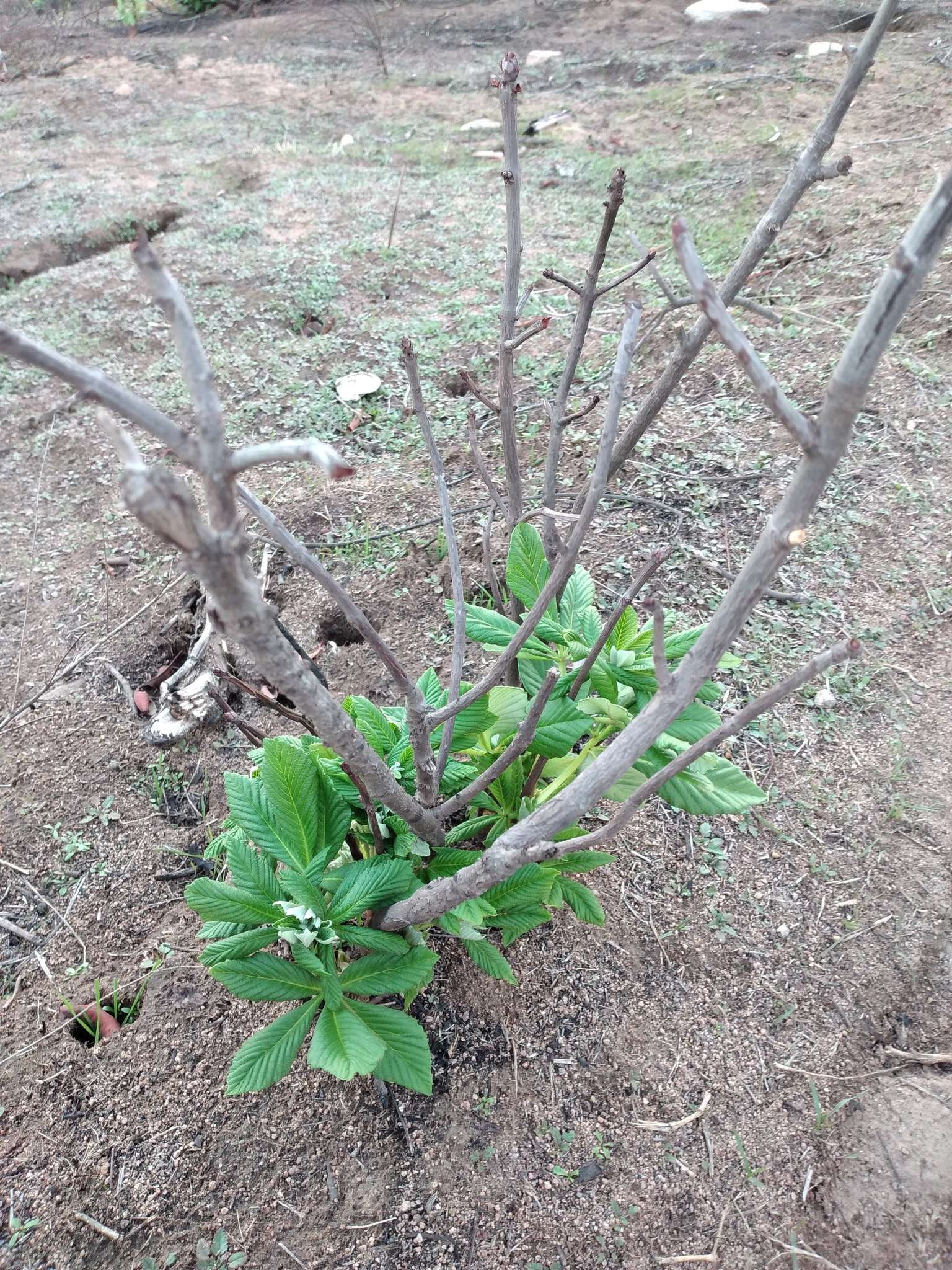 Imagem de Aesculus parryi A. Gray