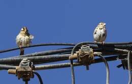 Image of Village Indigobird