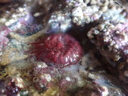 Image of maroon anemone