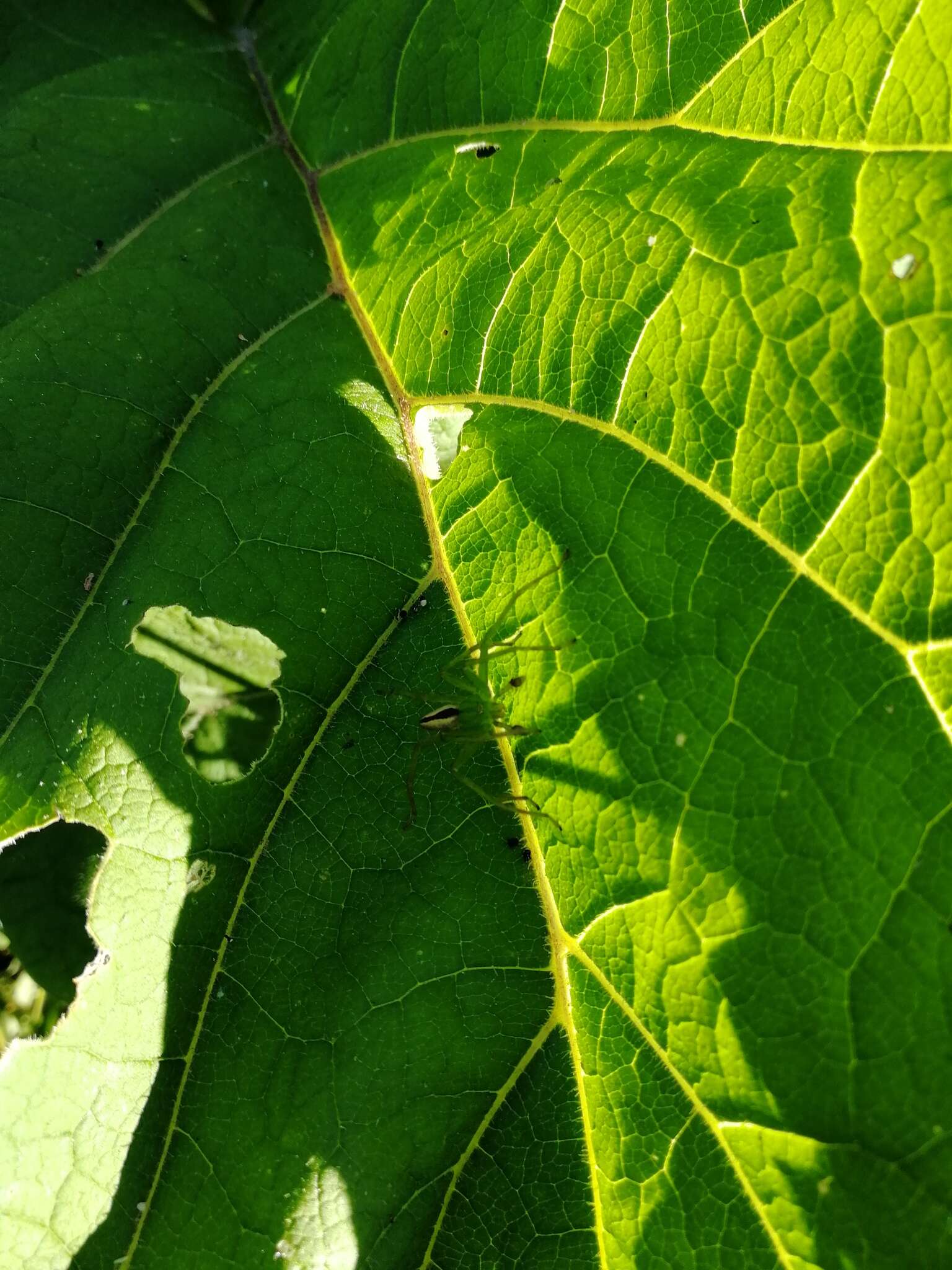 Image of Micrommata virescens (Clerck 1757)