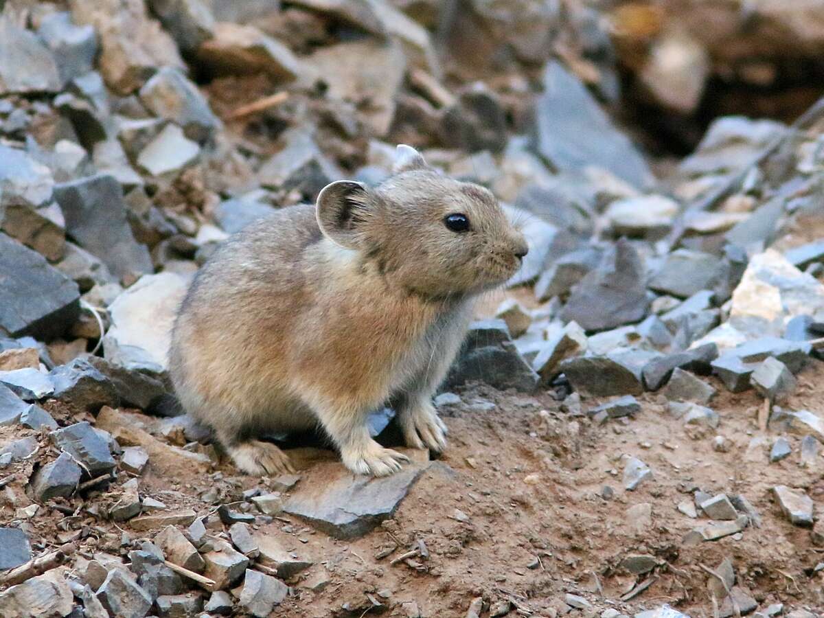 Image of Pallas’s Pika