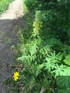 Imagem de Pedicularis bracteosa var. latifolia (Pennell) Cronq.