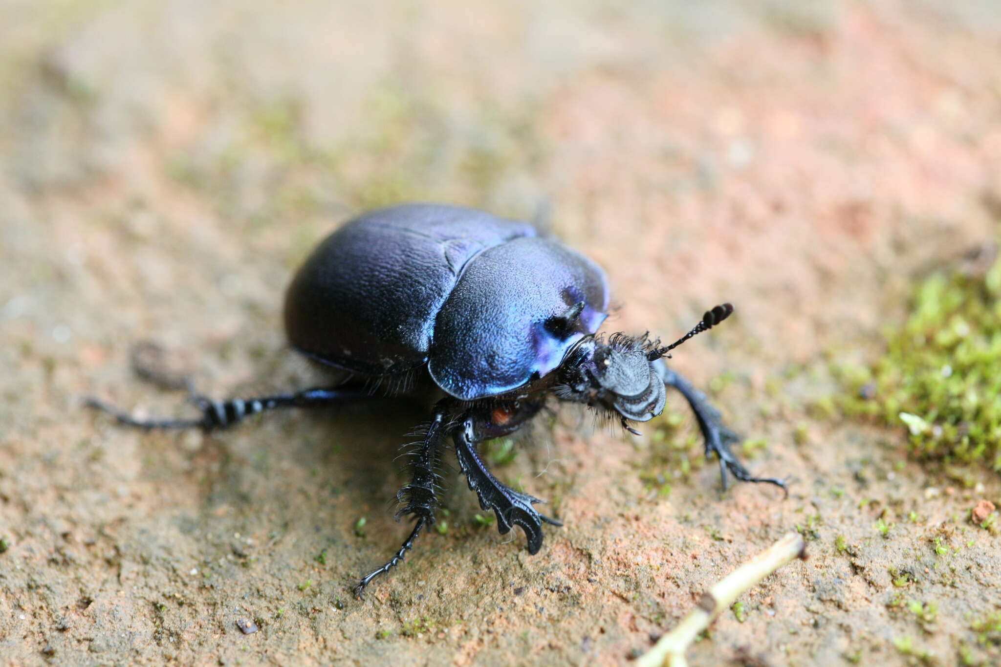 Image of Enoplotrupes