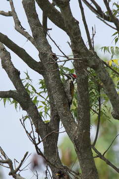 Image of Black-rumped Flameback