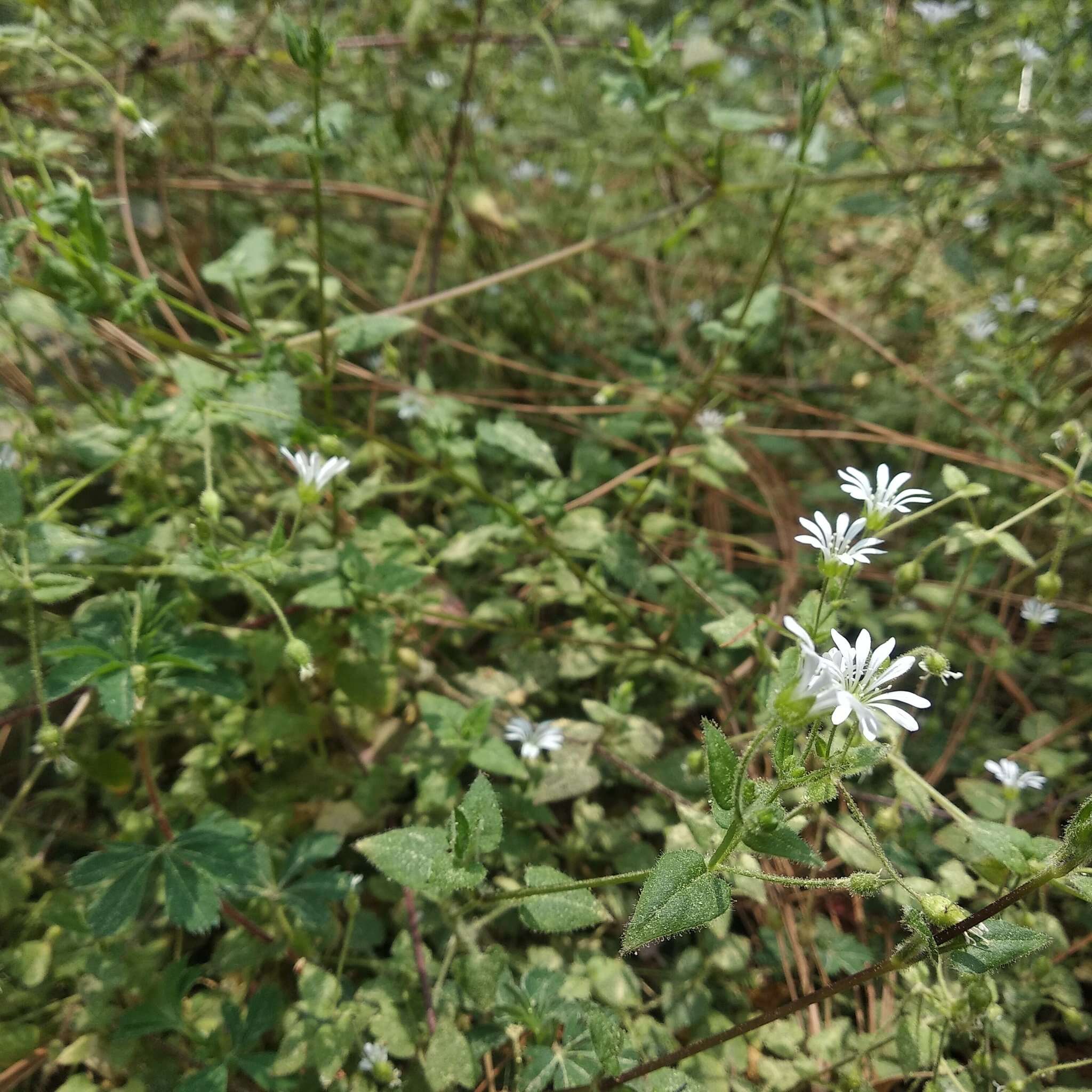 Imagem de Stellaria cuspidata Willd. ex Schltdl.