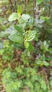 Image of woolyleaf ceanothus