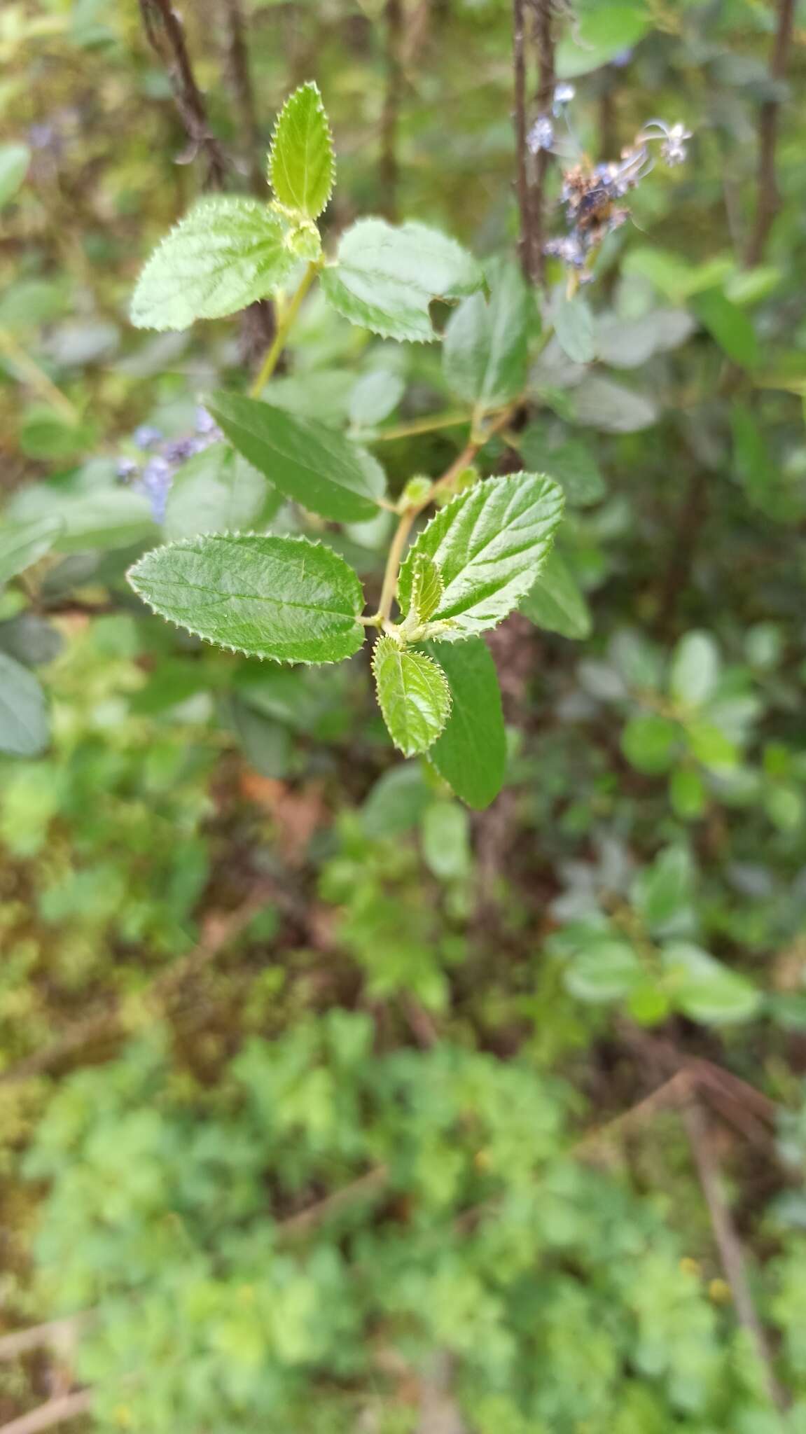 Image of woolyleaf ceanothus