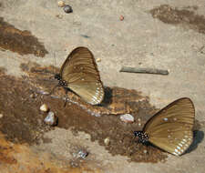 Sivun Euploea algea menetriesii Felder, C., Felder & R. 1860 kuva