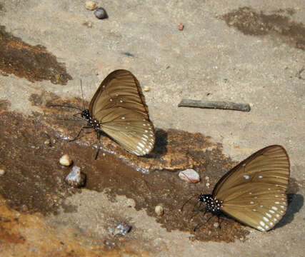 Euploea algea menetriesii Felder, C., Felder & R. 1860 resmi