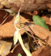 Image of Common wasp orchid