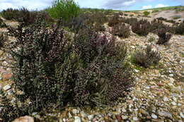 Image of Salicornia decussata (S. Steffen, Mucina & G. Kadereit) Piirainen & G. Kadereit