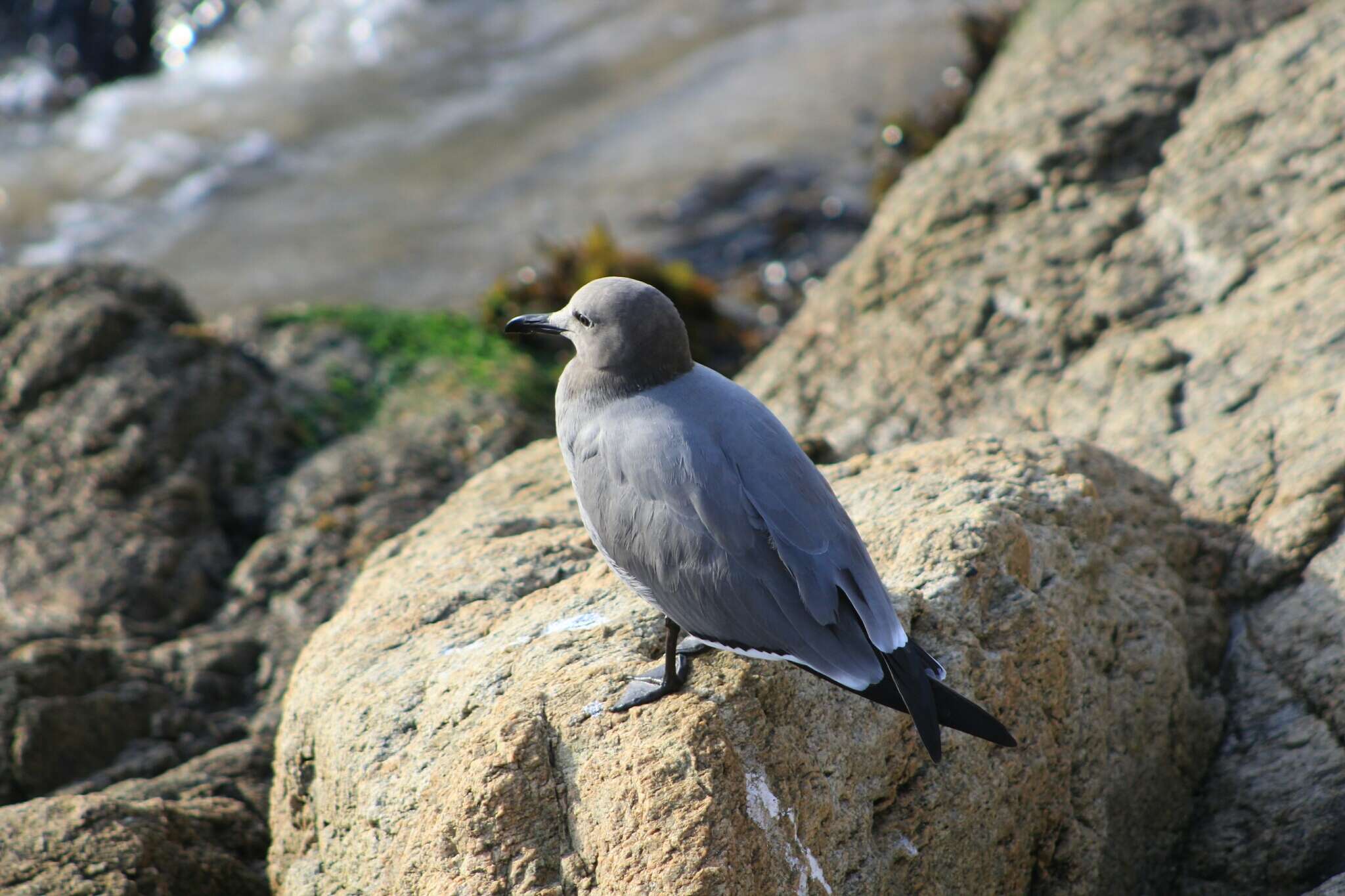 Image of Grey Gull