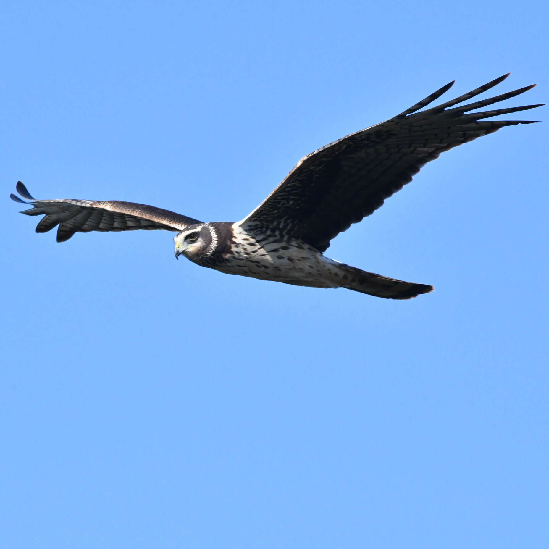 Image of Long-winged Harrier