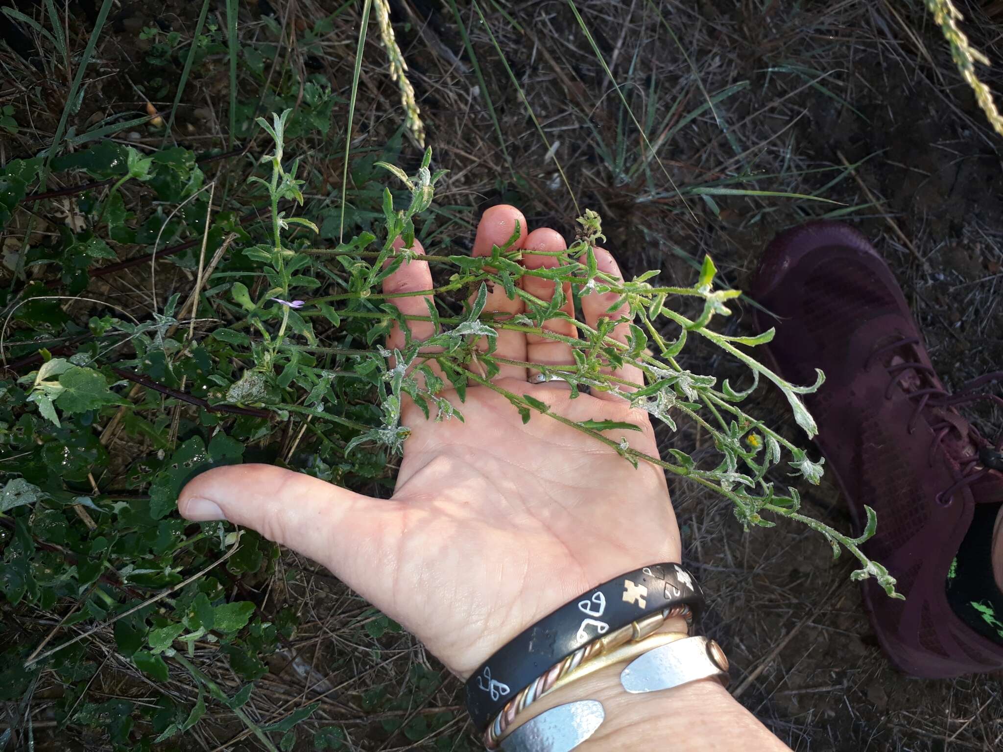 Image of Lyperia violacea (Jarosz) Benth.