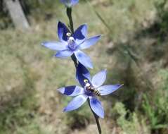 صورة Thelymitra graminea Lindl.