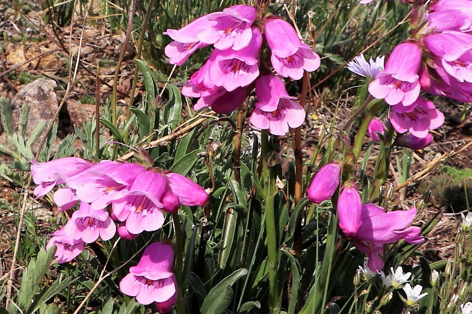 Plancia ëd Penstemon hallii A. Gray