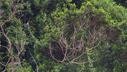 Image of Bolle's Laurel Pigeon