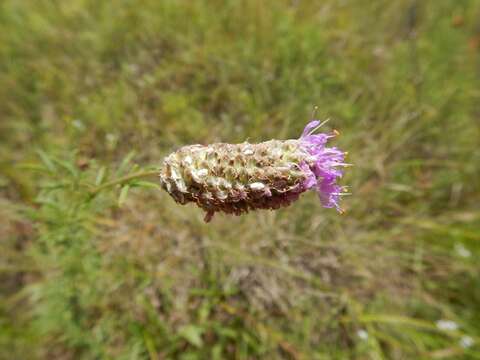 Image of purple prairie clover