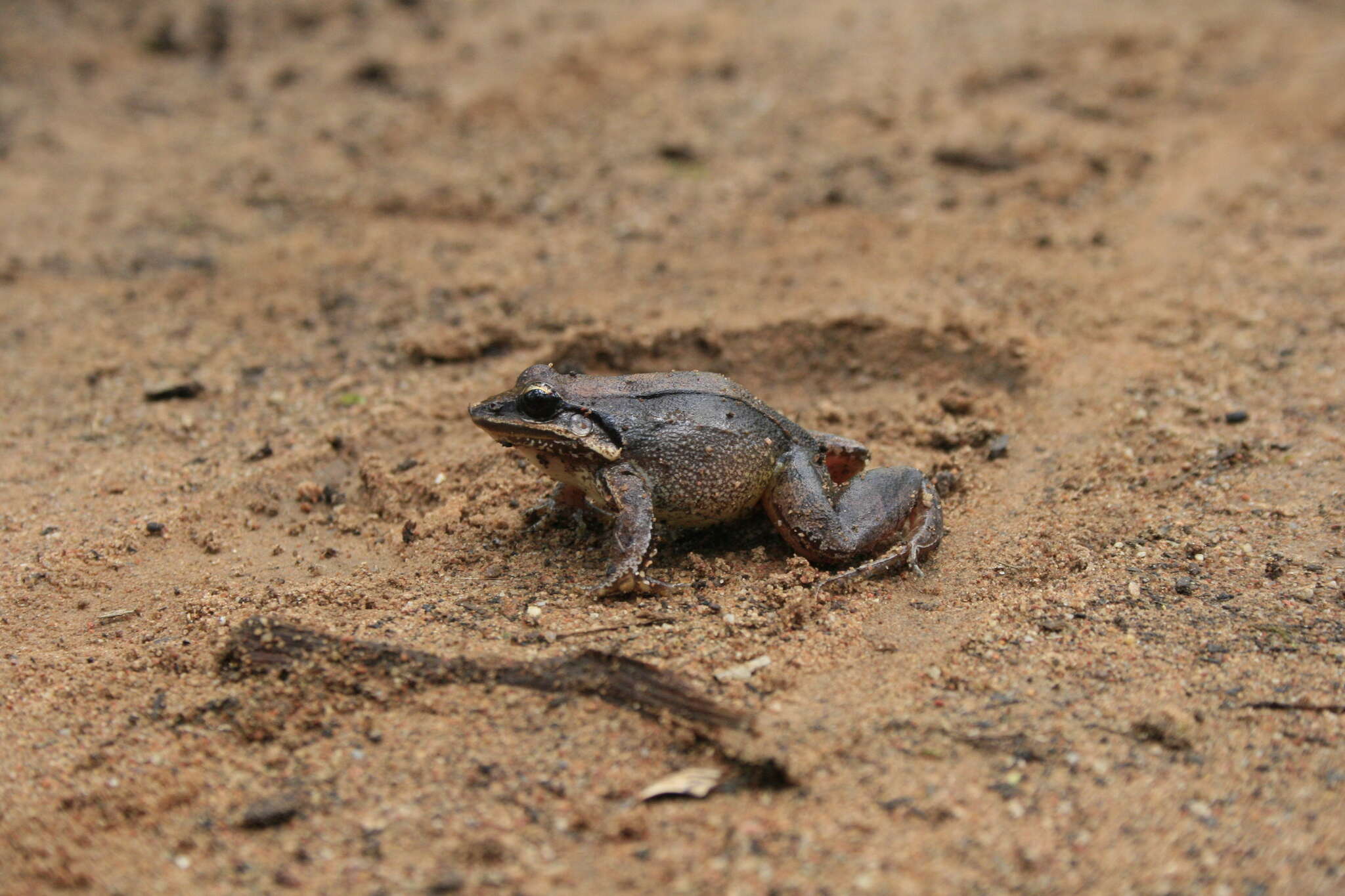 Image of Amazonian White-lipped Frog