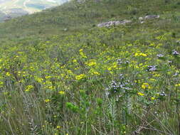 Image of Osteospermum corymbosum L.