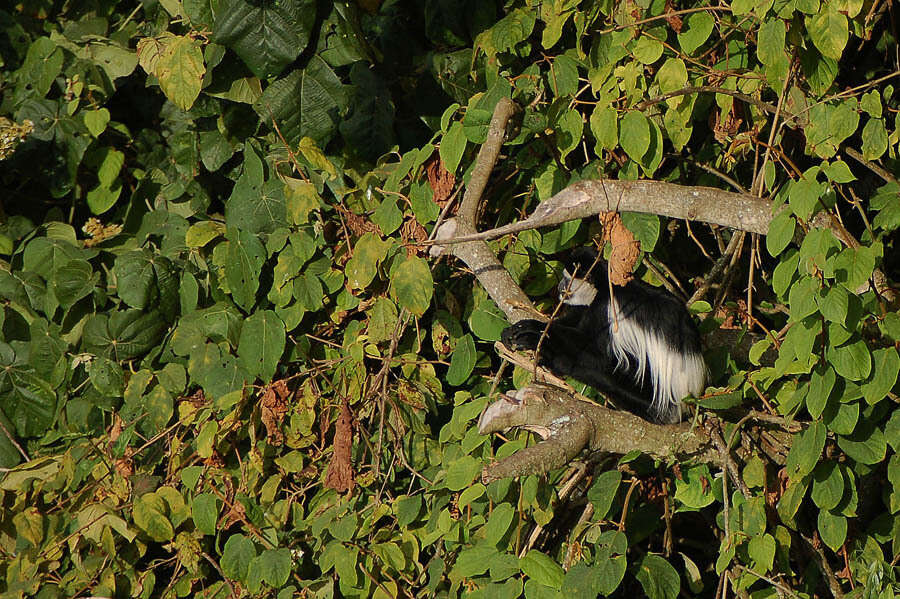 Image of Colobus guereza kikuyuensis Lönnberg 1912