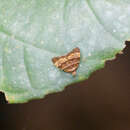 Choreutis limonias Meyrick 1907的圖片