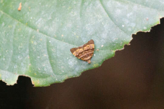 Image de Choreutis limonias Meyrick 1907